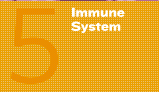 5. Immune System