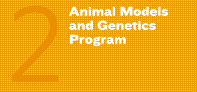 2. Animal Models and Genetics