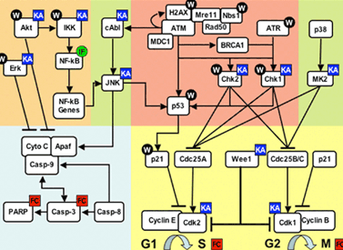 By mapping survival pathways, a tumor's vulnerabilities can be defined.