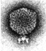 small P22 phage link to home