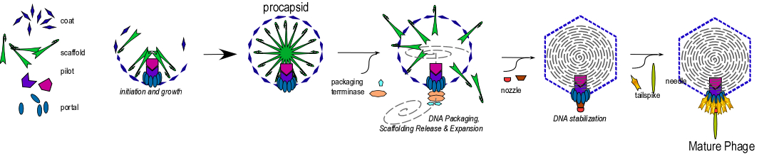 Virus Phage Assembly