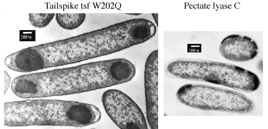 Two EM images of E. coli with inclusion bodies