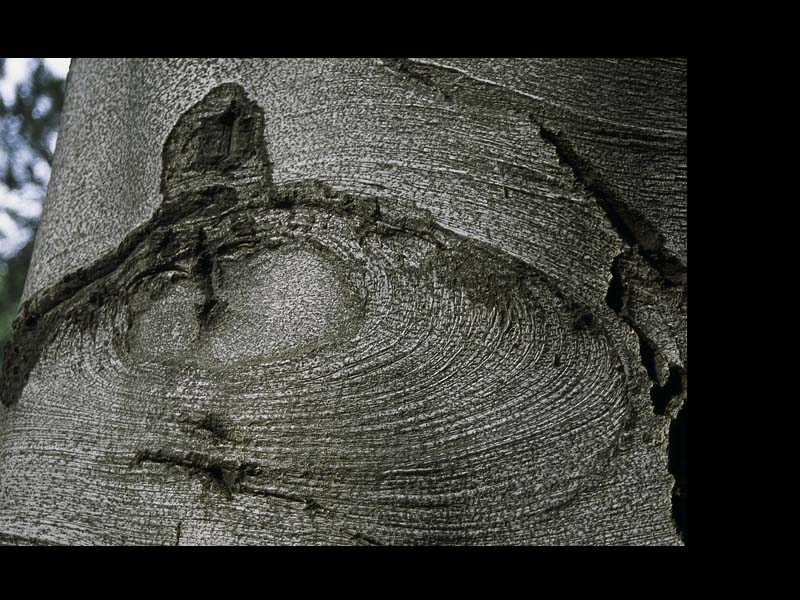 Mt. Auburn Photo Essay