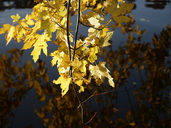 reality and reflection