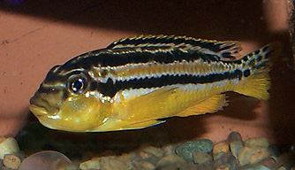 Melanochromis auratus