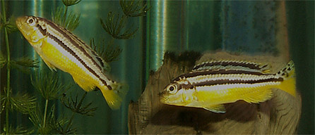 Melanochromis auratus