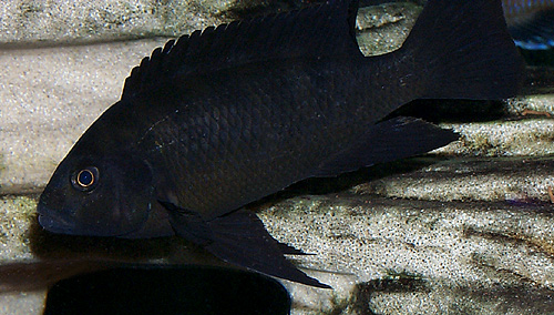 dark cichlid