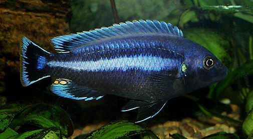 Melanochromis chipokae