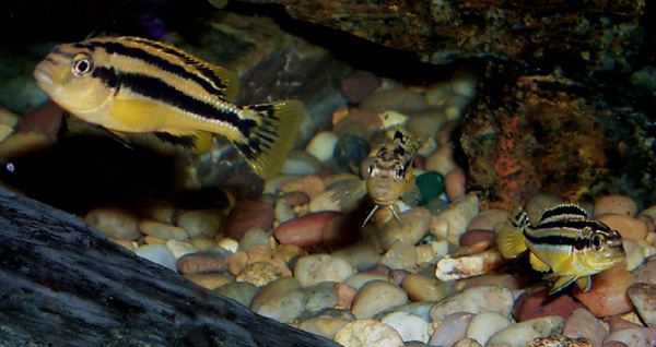 Melanochromis chipokae and Melanochromis auratus