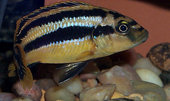 Melanochromis chipokae