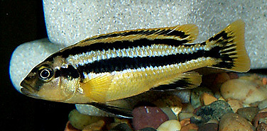 Melanochromis chipokae