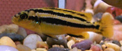 Melanochromis chipokae