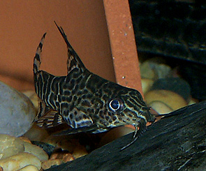 Synodontis eupterus