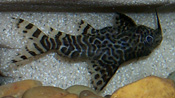 Synodontis eupterus