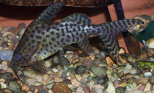 Synodontis eupterus