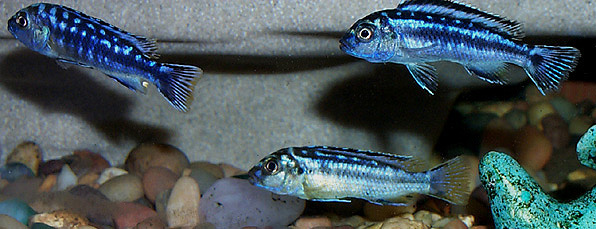 Melanochromis elastodema