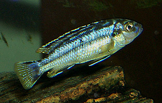 Melanochromis elastodema