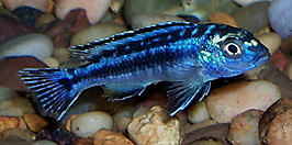 Melanochromis elastodema