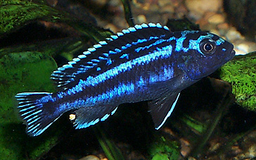 Melanochromis elastodema