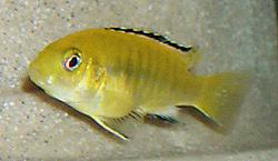 Labidochromis caeruleus