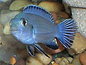 Pseudotropheus socolofi