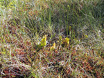 Pitcher plant