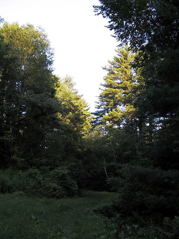 Brook Hollow Trail