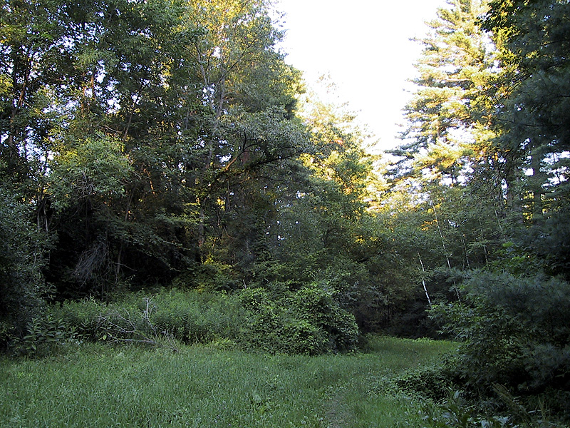 Brook Hollow Trail