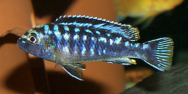 Melanochromis elastodema