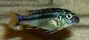 Melanochromis elastodema