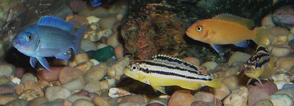 Maylandia estherae and Melanochromis auratus