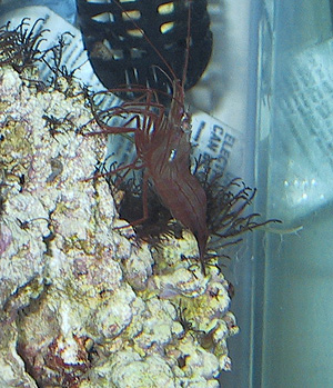 which peppermint shrimp eat aiptasia