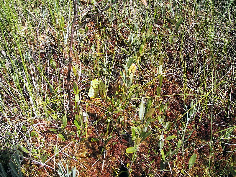 A pitcher plant at the New London Bog