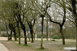 pont-du-gard-trees