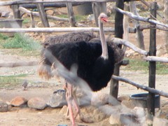OstrichFarm - Honeymoon ParksAruba - Dec'10