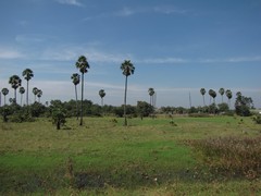 Ayutthaya161_RiceFields