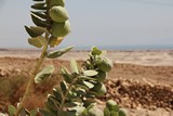 Israel0927_Masada_Descent