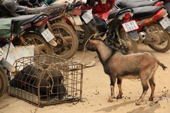Vietnam0639_BacHa_AnimalMarket