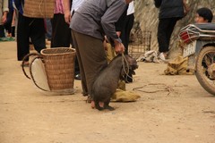 Vietnam0647_BacHa_AnimalMarket