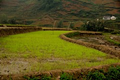 Vietnam2923_LaoChai_Landscapes