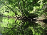  Pictures from Canoeing Ipswich River 