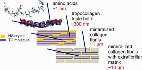 Mutli-scale view of bone nanostructure
