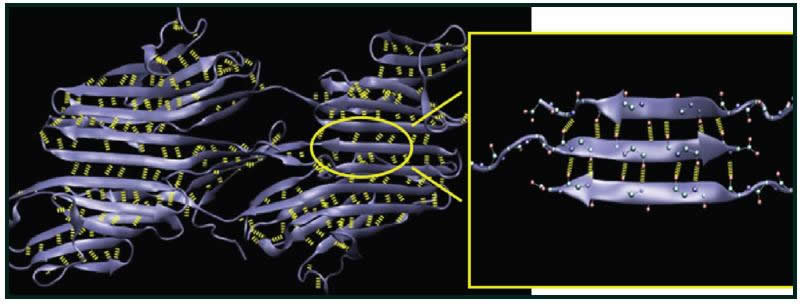 Beta-sheet structure