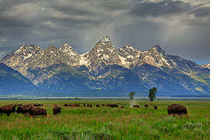 bison and the tetons