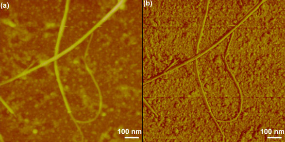 AFM image of SWCNT and P3HT film