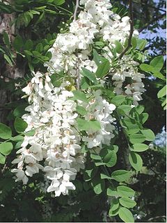 robinia