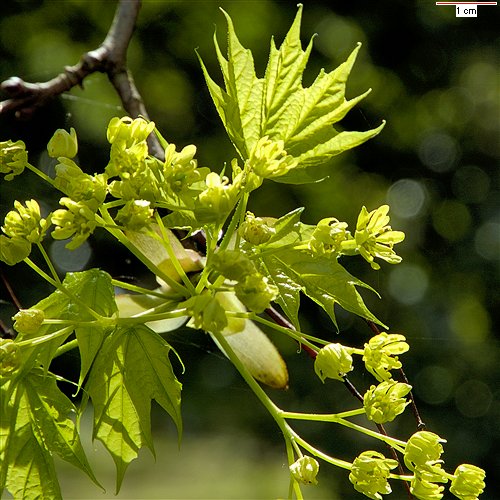 acer