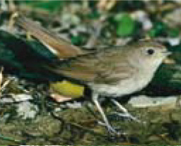 nightingale