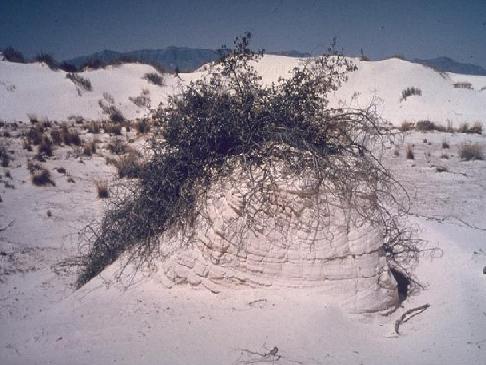 Anchoring effect of vegetation on sand dunes. New Mexico.