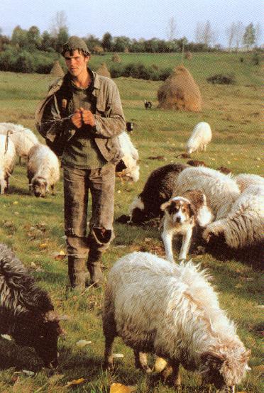 http://web.mit.edu/romania/www/Romania/Photogallery/People/shepherd-and-flock2.jpg